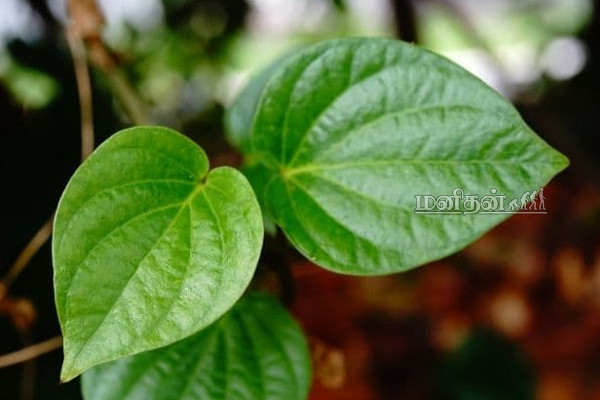 ஒரே ஒரு வெற்றிலையில் இவ்வளவு மருத்துவமா? இனி தினமும் சாப்பிடுங்க! | Vetrilai Benefits