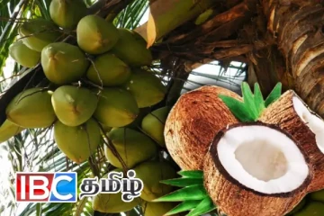 நாட்டின் தற்போதைய தேங்காய் தட்டுப்பாடு - வெளியான காரணம்