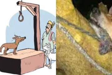 ඉතිහාසයේ පළමු වරට බල්ලෙක්ව එල්ලා මැරීමේ හදවත කම්පා කරවන සිදුවීම.