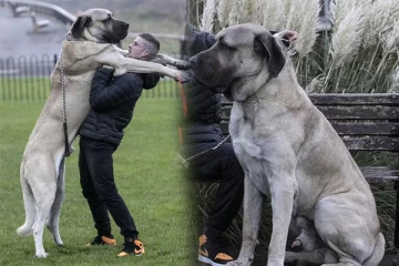 இங்கிலாந்தின் மிகப்பெரிய நாய்: வெளியான தகவல்