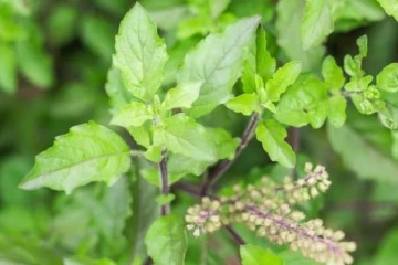 தினமும் காலையில் துளசி இலையை மென்று தின்று வந்தால் என்ன நடக்கும் தெரியுமா?