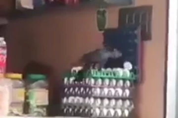 வடை திருடும்போதே கைது பண்ணியிருக்கனும்!இப்ப பாருங்க முட்டையில வந்து நிக்குது!