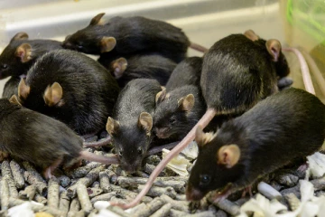 அவுஸ்திரேலியாவில் ஆயிரக்கணக்கான கைதிகள் இடமாற்றம்; காரணம் இதுதான்