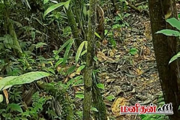 படத்தில் 10 வினாடிக்குள் சிறுத்தையை கண்டுபிடிக்க முடியுமா?