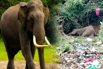 வாழைச்சேனை குப்பைகள் நிறைந்த பகுதியில் உயிரிழந்து கிடந்த யானை: உடனடி நடவடிக்கை எடுக்குமாறு கோரிக்கை