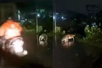 மிக்ஜாங் கனமழை - சென்னையில் அசால்ட்டாக சுற்றும் முதலை...ஜஸ்ட் மிஸ்ஸான நபர்!!