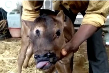 கன்றுகுட்டிக்கு கொடூரம் - பாலியல் வன்கொடுமை செய்து தப்பியோடிய இளைஞர்