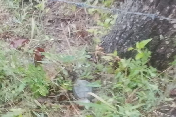 கிளிநொச்சியில் வெடிக்காத நிலையில் கைக்குண்டு மீட்பு | Unexploded Hand Grenade Recovered In Kilinochchi