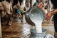 நாட்டின் பால் உற்பத்தியை மூன்று மடங்கு உயர்த்த அரசு நடவடிக்கை