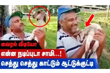 என்ன நடிப்புடா சாமி - செத்து செத்து காட்டும் ஆட்டுக்குட்டி