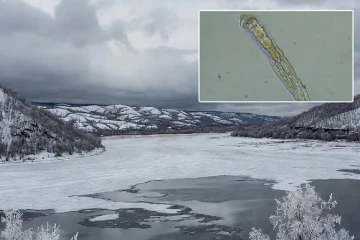 விஞ்ஞான உலகில் அதிர்ச்சி ; 24,000 ஆண்டுகள் உறைந்திருந்த புழு மீண்டும் உயிர்ப்பு