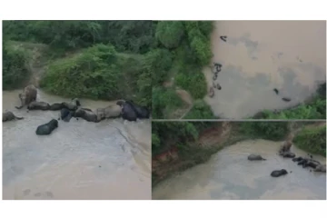 எறும்புகள் போல் குட்டையில் ஆனந்தமாக குளியல் போட்ட யானைகள் - இணையதளத்தில் ட்ரோன் வீடியோ வைரல்..!