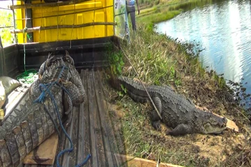 புத்தளத்தில் சிக்கிய இராட்சத முதலை