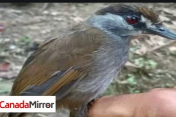 அழிந்துவிட்டதாக நினைத்த அரிய வகை பறவையை கண்டுபிடித்த மகிழ்ச்சியில் பறவை ஆர்வலர்கள்!