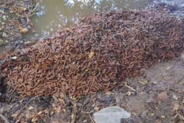 பாடசாலை ஒன்றுக்கருகில் பெருந்தொகை தோட்டாக்கள் மீட்பு | Large Quantity Of Bullets Recovered Near A School