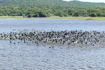 இலங்கையை அலங்கரிக்கும் புதிய வகை பறவைகள்(Video)