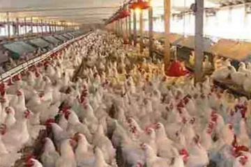 நூற்றுக்கும் மேற்பட்ட கோழிப்பண்ணைகள் மூடப்பட்டன -முட்டை, இறைச்சிக்கு பெரும் தட்டுப்பாடு