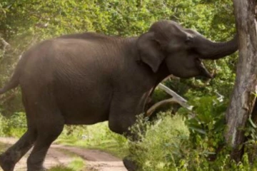 වන අලි පහරදීම් වලින් දෙදෙනෙක් ජිවිතක්ෂයට..