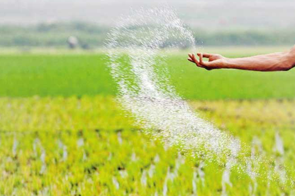 வருகிறது உர கப்பல் - நீண்ட காலத்தின் பின்னர் விவசாயிகளுக்கு வழங்கப்படவுள்ள யூரியா | Urea Fertilizer Ship Arrives In Sri Lanka