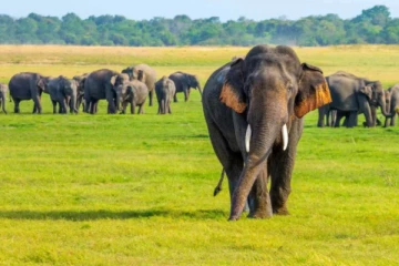 வாயில்லா ஜீவனுக்கு நேர்ந்த கொடுமை; நீதிமன்றம் விடுத்த உத்தவு