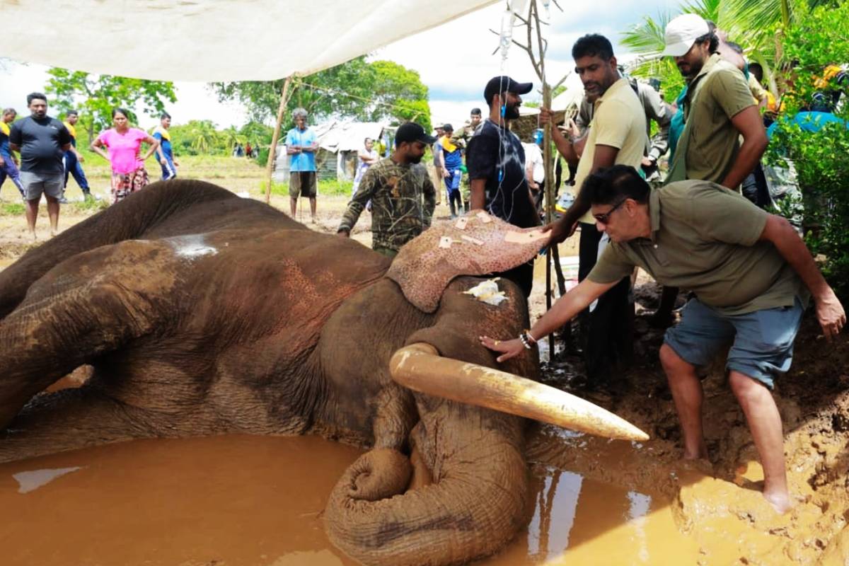 இலங்கையின் கீர்த்தி பெற்ற காவன்திஸ்ஸ யானை உயிரிழப்பு! | Beloved Tusker Kawanthissa Passes Away இலங்கையின் கீர்த்தி பெற்ற காவன்திஸ்ஸ யானை உயிரிழப்பு! | Beloved Tusker Kawanthissa Passes Away