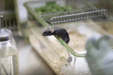 மருத்துவ ஆராய்ச்சிக்கு விலங்குகள்: நிராகரித்த சுவிஸ் பொதுமக்கள்