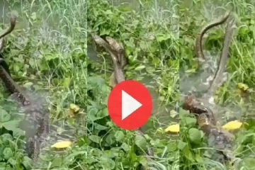 வாவ்... அழகான காதல்: பின்னிப்பிணைந்து நடனமாடும் பாம்புகளின் மெய்சிலிர்க்க வைக்கும் காட்சி