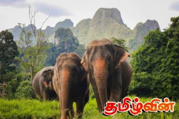 இரண்டு யானைகளை திருப்பி அழைக்க விரும்பும் தாய்லாந்து