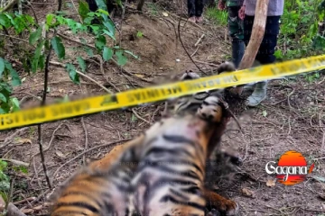 අනේ දෙවියනේ දුර්ලභ ගණයේ කොටියෙක් මරලා දතුත් ගලවන් ගිහින්