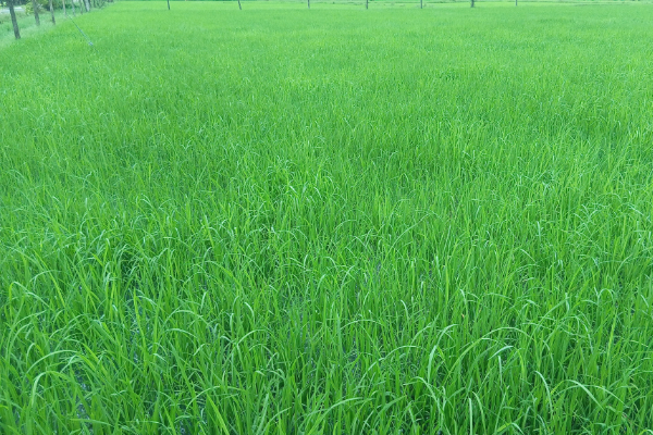 கிளிநொச்சி மாவட்ட விவசாயிகளுக்கான மானிய உர கொடுப்பனவு வங்கிக் கணக்கில் வைப்பு | Fertilizer Payment For Kilinochchi Farmers கிளிநொச்சி மாவட்ட விவசாயிகளுக்கான மானிய உர கொடுப்பனவு வங்கிக் கணக்கில் வைப்பு | Fertilizer Payment For Kilinochchi Farmers