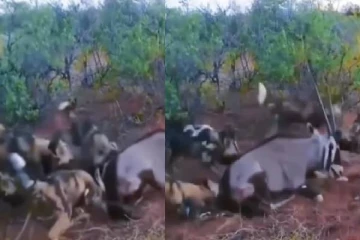 உயிர் இருக்கும் போதே கொடூரமாக வேட்டையாடும் ஓநாய்கள்! திகில் காணொளி