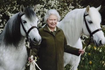 மகாராணியை காண ஓடோடி வந்த ஐந்தறிவு ஜீவன்!