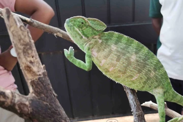 இலங்கையில் கண்டுப்பிடிக்கப்பட்ட அரியவகை பச்சோந்தி!