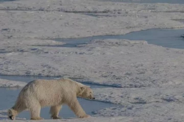 ஐஸ்லாந்தில் 8 ஆண்டுகளுக்கு பின் தென்பட்ட பனிக்கரடியை சுட்டுகொன்ற பொலிஸார்!