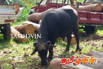 செட்டிகுளத்தில் இருந்து மாத்தறைக்கு மாடு கடத்தல் முறியடிப்பு