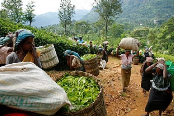 தோட்டத் தொழிலாளர்களுக்கு வெளியான மகிழ்ச்சியான செய்தி! | Increase In Daily Salary Of Plantation Workers