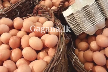 දෙසැම්බර් වෙනකම් බිත්තර වලට මොකක් වෙයි ද?. තීරණය මෙන්න..