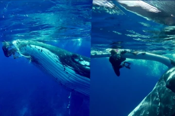 சுறாவிடமிருந்து பெண்ணைக் காப்பாற்றிய திமிங்கலம்: நம்ப முடியாத ஒரு ஆச்சரிய செய்தி