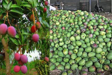 பழனியில் மாம்பழம் விளைச்சல் அமோகம் - விற்பனையாகாததால் விவசாயிகள் கவலை