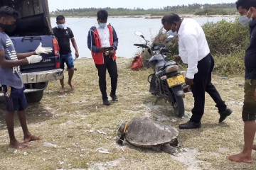 யாழிலும் இறந்த நிலையில் கரையொதுங்கும் உயிரினங்கள்!