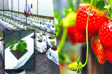 நாட்டின் முதலாவது ஸ்ட்ரோபெரி உற்பத்தி மாதிரிக் கிராமம்