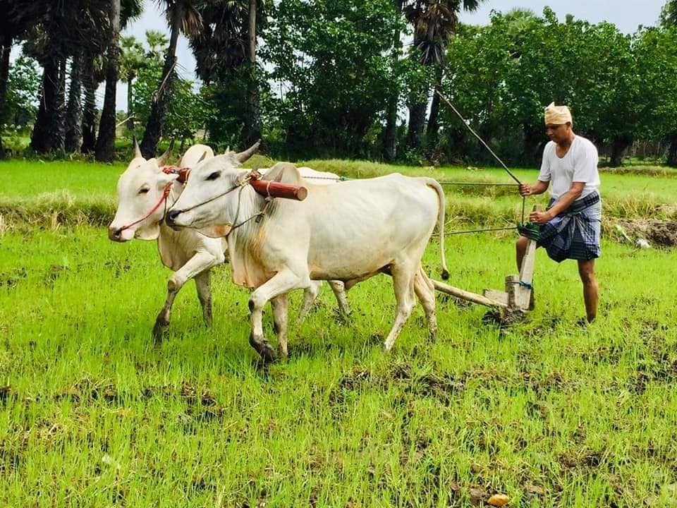 விவசாயியாக மாறிய சுமந்திரன் - சமூக ஊடகங்களில் வைரலாகும் படங்கள் - ஐபிசி  தமிழ்