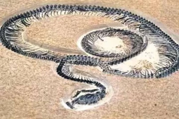 உலகின் மிகப்பெரிய பாம்பின் எடை எவ்வளவு தெரியுமா?