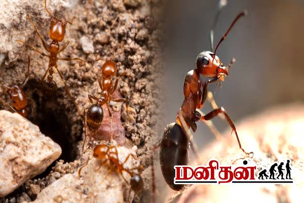 எறும்புகளுக்கு பயப்படுவது அரிய வகை நோயா? இளம்பெண்ணின் உயிரை பறித்த சோகம் | Myrmecophobia Symptoms Of Fear Of Ants எறும்புகளுக்கு பயப்படுவது அரிய வகை நோயா? இளம்பெண்ணின் உயிரை பறித்த சோகம் | Myrmecophobia Symptoms Of Fear Of Ants