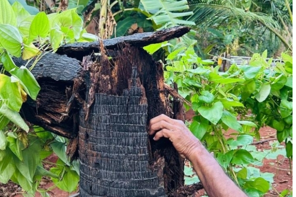 யாழ் குப்பிளானில் பலத்த காற்றால் வீட்டின் மீது விழுந்த பனை மரம் | Palm Tree Falls On House Jaffna Strong Winds