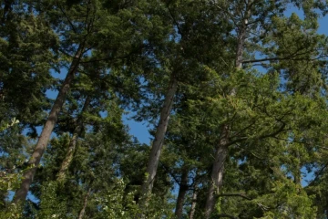 கனடாவில் விசித்திரமான வழக்கு: அண்டை வீட்டு மரங்கள் மீது குற்றச்சாட்டு