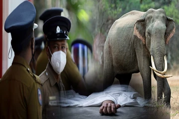 பொலன்னறுவையில் காட்டு யானை தாக்கி இளைஞர் பலி