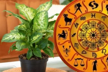 12 ராசிகளுக்கும் ஏற்ற அதிர்ஷ்ட செடிகள்.., எது தெரியுமா?