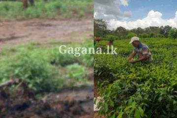 ඉඩම් හිමියන්ට පණිවිඩයක් - ලබන වසරේ සිට ක්‍රියාත්මක කරන මේ දේ ගැන දන්නවා ද?.