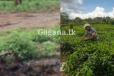 ඉඩම් හිමියන්ට පණිවිඩයක් - ලබන වසරේ සිට ක්රියාත්මක කරන මේ දේ ගැන දන්නවා ද?.